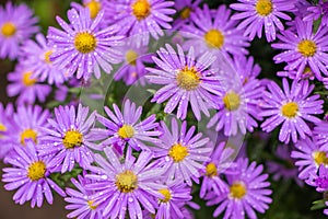 Purple flowers of Italian Asters, Michaelmas Daisy Aster Amellus , known as Italian Starwort, Fall Aster, violet blossom growing