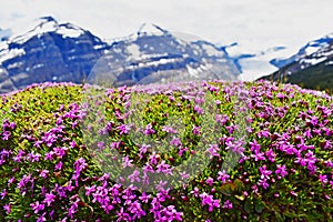 Purple flowers - Jasper, Canada