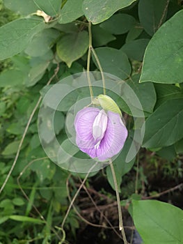 Purple flowers  from the Kalimantan Kalimantan Equator Park West Indonesia 33