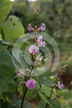 Purple flowers of the kara plant (Lablab purpureus)