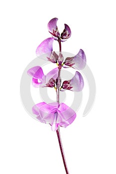 Purple Flowers of Lablab purpureus or hyacinth bean isolated on white