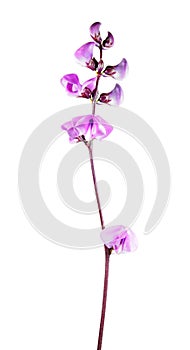 Purple Flowers of Lablab purpureus or hyacinth bean isolated on white