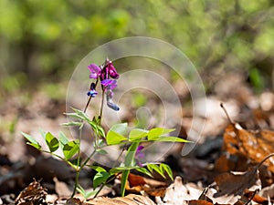 Purple flowers of Lathyrus Vernus Spring Vetchling or Spring Pea