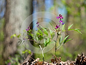 Purple flowers of Lathyrus Vernus Spring Vetchling or Spring Pea