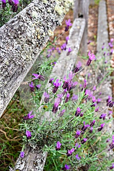 Purple flowers of lavender plants growing through a rustic wood split rail fence