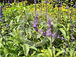 Purple flowers, Laverder flowers in the garden