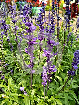 Purple flowers, Laverder flowers in the garden