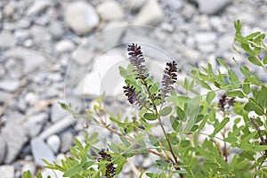 Close up Amorpha fruticosa plant photo