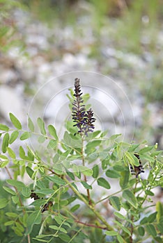 Close up Amorpha fruticosa plant photo