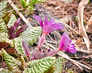 Purple flowers with leaves on a background of dry grass. spring. flowering