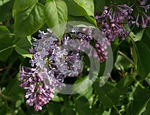 Purple flowers of the lilac tree shrub, Syringa vulgaris, blooming in late spring, summer on a natural green leaf background