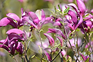 Purple flowers of a lily magnolia Magnolia liliiflora Desr. close up photo