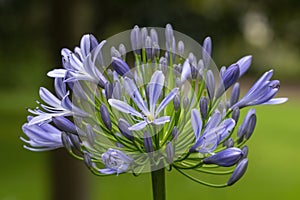 Purple flowers of a Lily of the Nile (agapanthus praecox), native to southern Africa