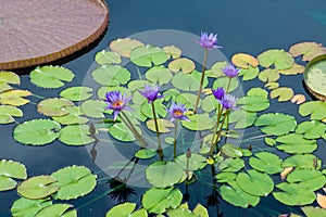 Purple Flowers and Lily Pads