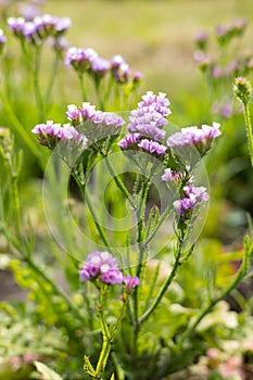 Purple flowers of Limonium sinuatum