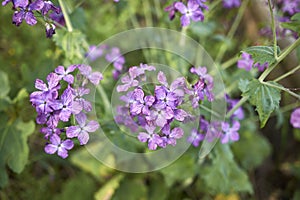 Purple flowers of Lunaria annua plant