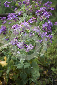 Purple flowers of Lunaria annua plant