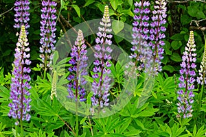 Purple flowers Lupinus between green grass on the meadow