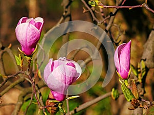 purple flowers of magnolia liliiflora blooming on the branch