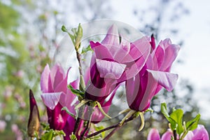 Purple flowers of Magnolia liliiflora, closeup on a blurred background photo