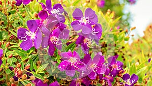 Purple flowers Malabar melastome Indian rhododendron
