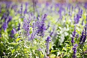 Purple flowers in meadow on beautiful bokeh background