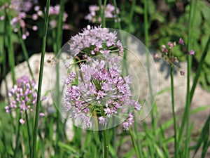 Purple flowers in the meadow summer day