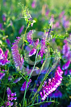 Purple flowers in the meadow, Vetch, Vicia