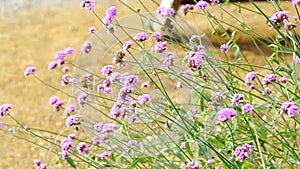 Purple flowers on the meadow in the wind