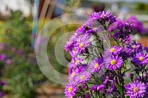 Purple flowers of Michaelmas Daisy Aster Amellus, Aster alpinus, Asteraceae violet blooms growing in the garden in summer with