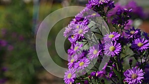 Purple flowers of Michaelmas Daisy Aster Amellus, Aster alpinus, Asteraceae violet blooms growing in the garden in summer with a