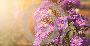 Purple flowers of Michaelmas Daisy Aster Amellus, Aster alpinus, Asteraceae violet blooms growing in the garden in summer with