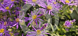 Purple flowers of Michaelmas Daisy (Aster Amellus), Asteraceae garden in summer while bee collects pollen.