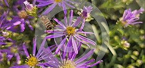 Purple flowers of Michaelmas Daisy (Aster Amellus), Asteraceae garden in summer while bee collects pollen.