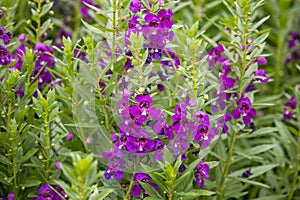 Purple flowers are in the midst of small green trees in the garden