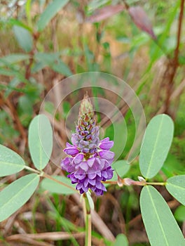 Purple flowers...mini lotuses...in Rubia, Anjangg sub-district, West Kalimantan, Indonesia photo