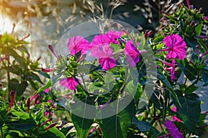 Purple flowers of Mirabilis jalapa marvel of Peru or four o clock flower in garden