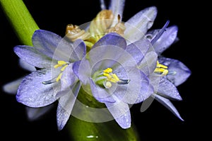 Purple flowers of Monochoria hastata (L.) Solms