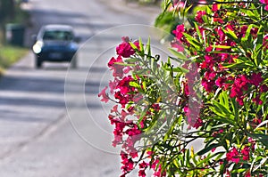 Purple flowers on morning sun by a coastal road in Sithonia