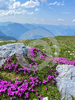 Purple flowers in the mountains on a sunny summer day. Scenic view of the Dolomites, Italy.