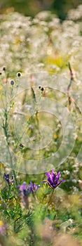 Purple Flowers of Mouse Peas on a Blurred Background of Meadow Grasses, Close-Up