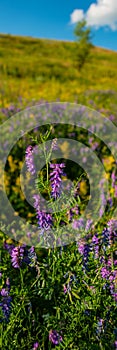 Purple Flowers of Mouse Peas on a Blurred Background of Meadow Grasses, Close-Up