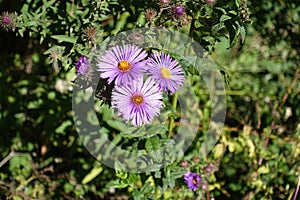 3 purple flowers of New England aster photo