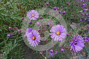 5 purple flowers of New England aster photo