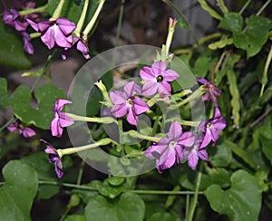 Purple flowers of a nicotiana tobacco plant with green leaves in a garden.
