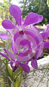 Purple flowers ocho rios jamacia