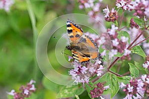 Purple flowers of origanum vulgare or common oregano, wild marjoram. Sunny day