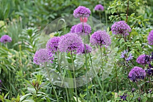 Purple flowers of Ornamental Onion Allium aflatunense plant