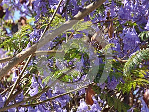 Purple flowers in Ovalle, Chile