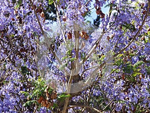 Purple Flowers Ovalle, Chile